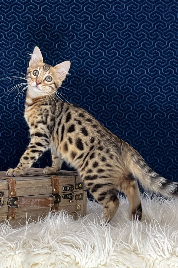 Broski | Bengal Longhair Kitten