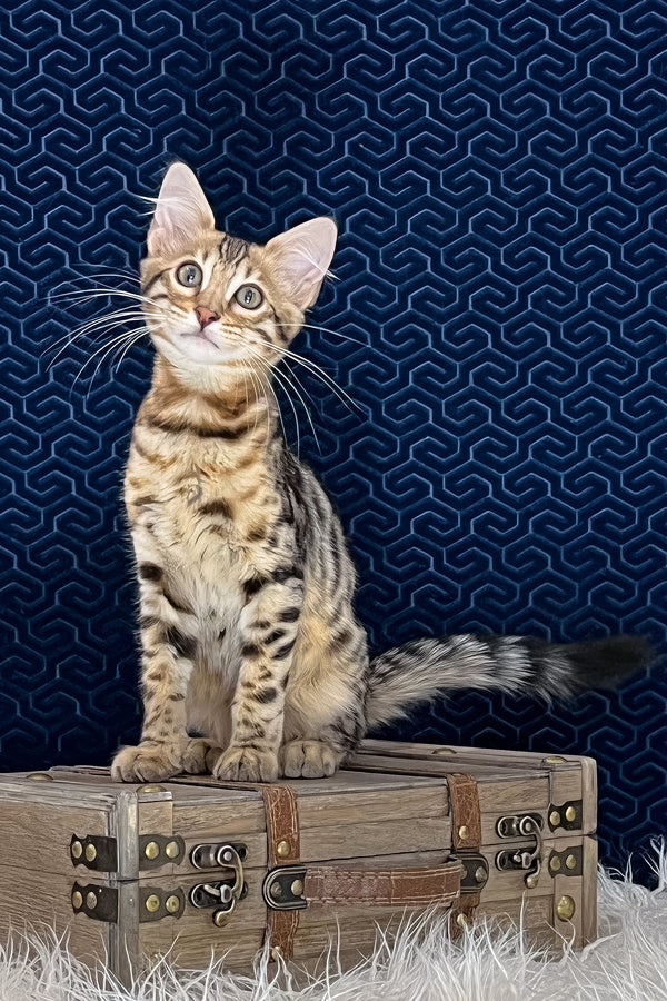 Broski | Bengal Longhair Kitten