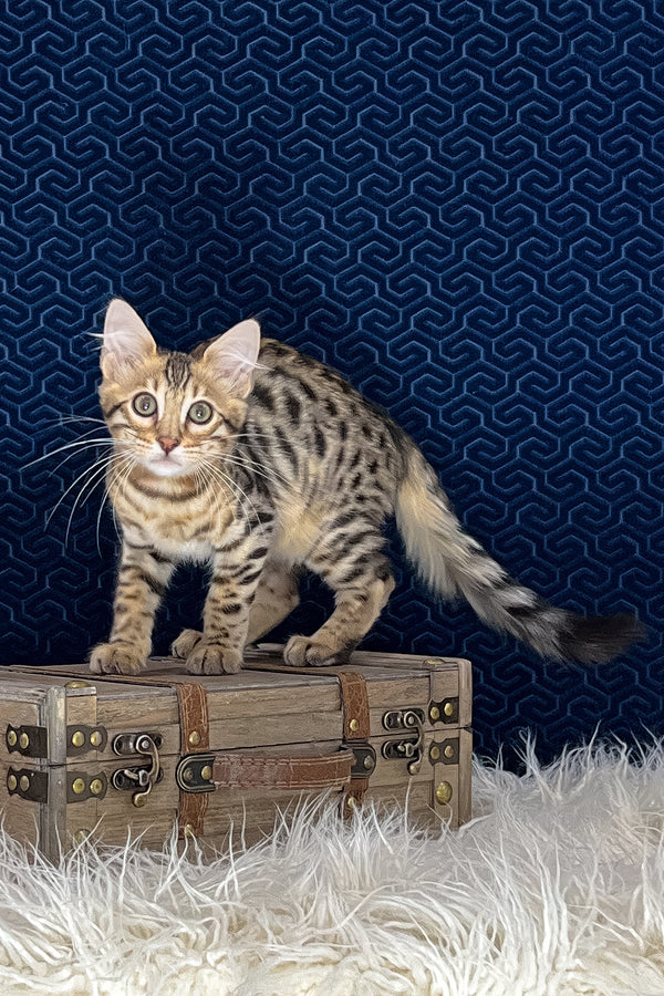 Broski | Bengal Longhair Kitten