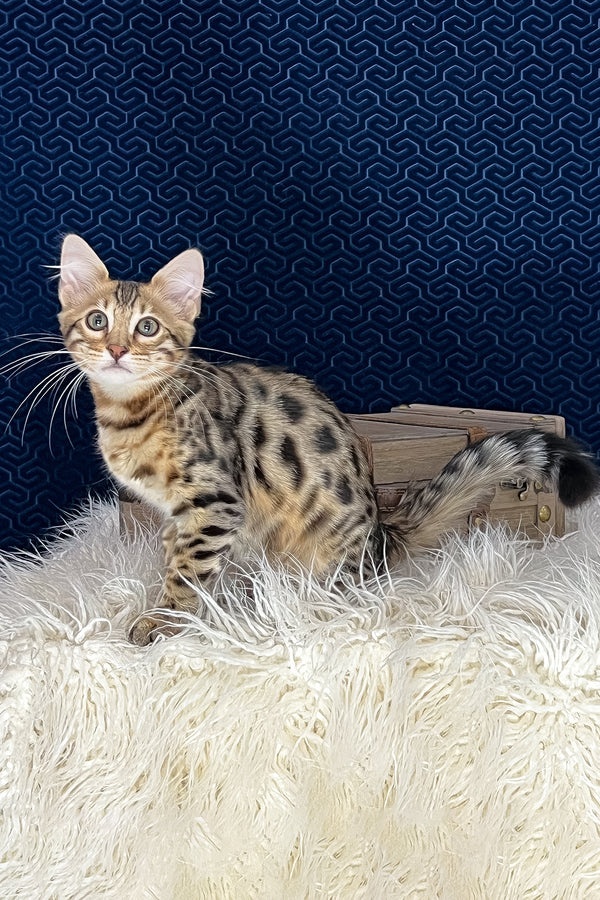 Broski | Bengal Longhair Kitten