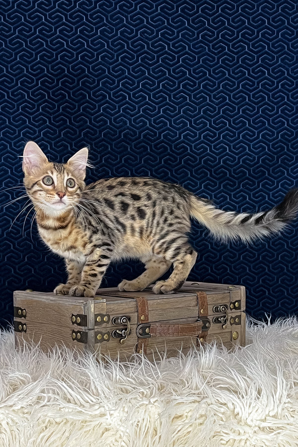 Broski | Bengal Longhair Kitten