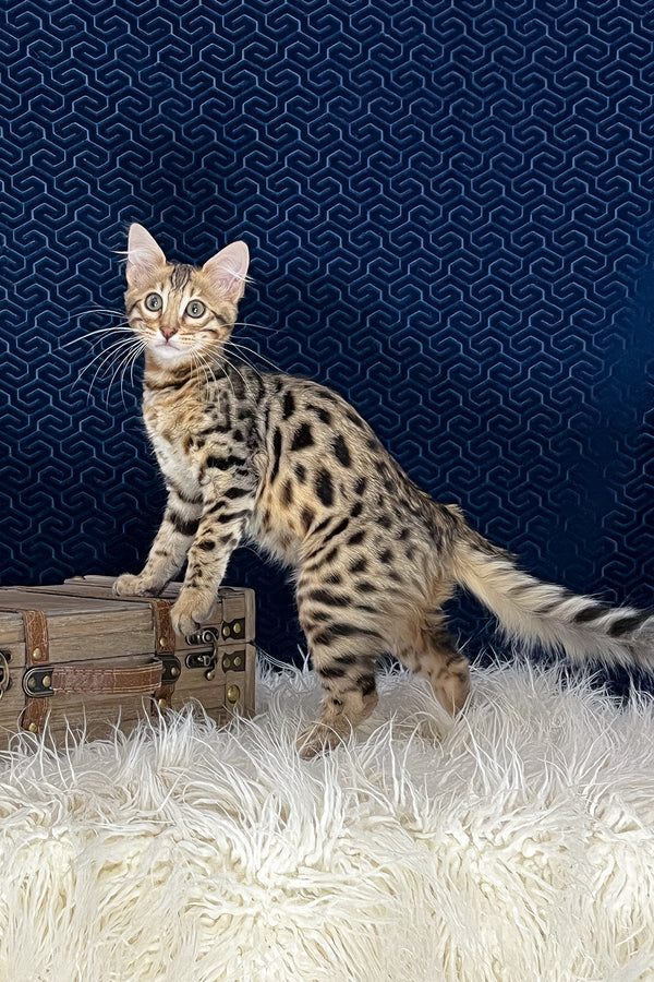 Broski | Bengal Longhair Kitten