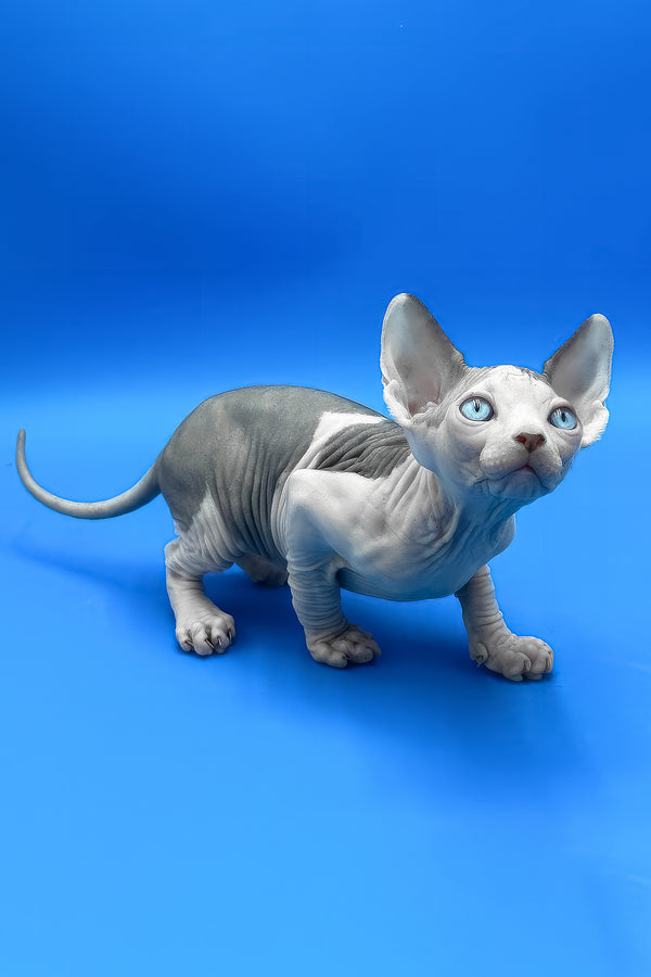 Bruce | Canadian Sphynx Kitten