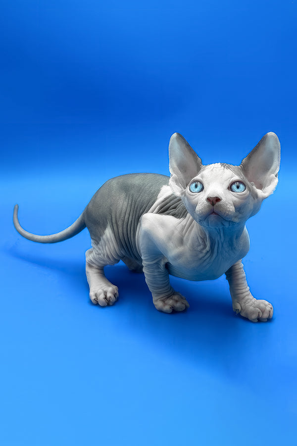 Bruce | Canadian Sphynx Kitten