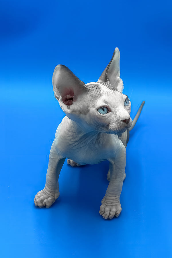 Bruce | Canadian Sphynx Kitten