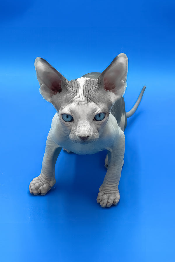 Bruce | Canadian Sphynx Kitten