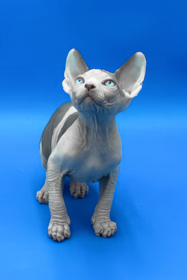 Bruce | Canadian Sphynx Kitten