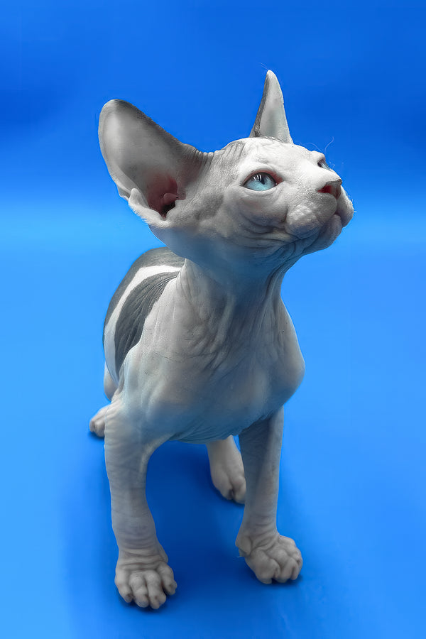Bruce | Canadian Sphynx Kitten