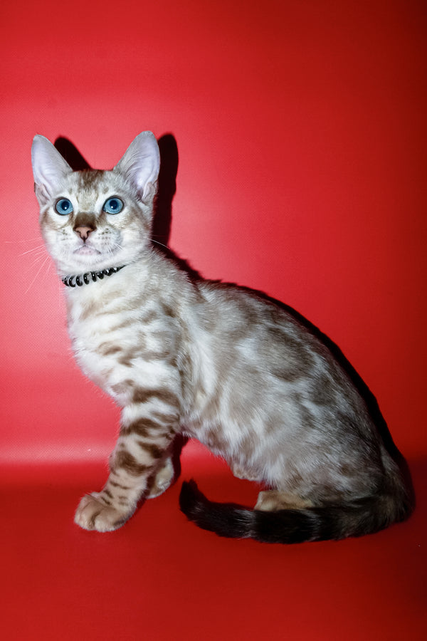 Bruno | Bengal Kitten