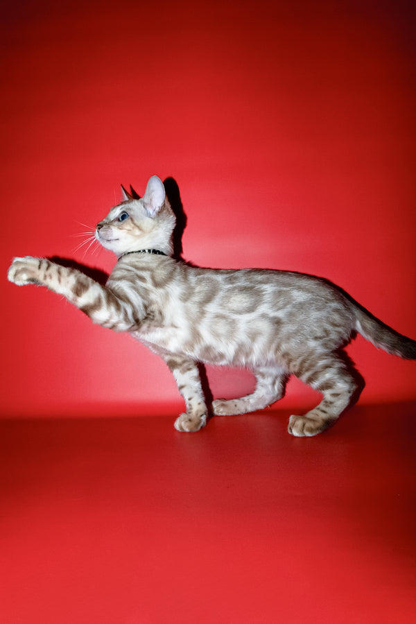 Bruno | Bengal Kitten