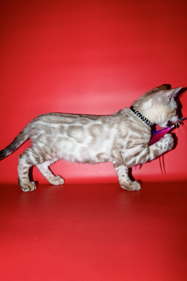 Bruno | Bengal Kitten