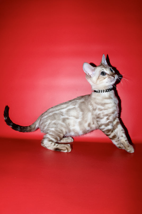 Bruno | Bengal Kitten