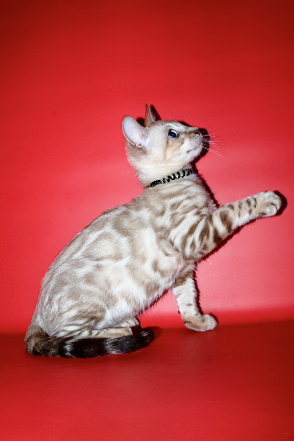 Bruno | Bengal Kitten