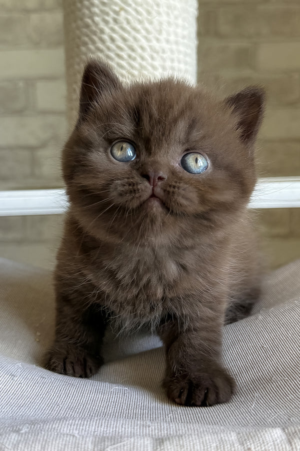A fluffy brown british shorthair kitten with striking blue golden chinchilla eyes sits on a textured surface health guarantee