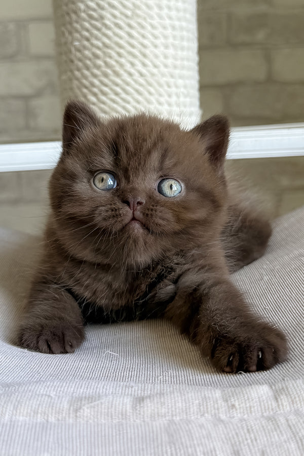 A fluffy chocolate brown british shorthair kitten with striking blue eyes featured in bruno with health guarantee