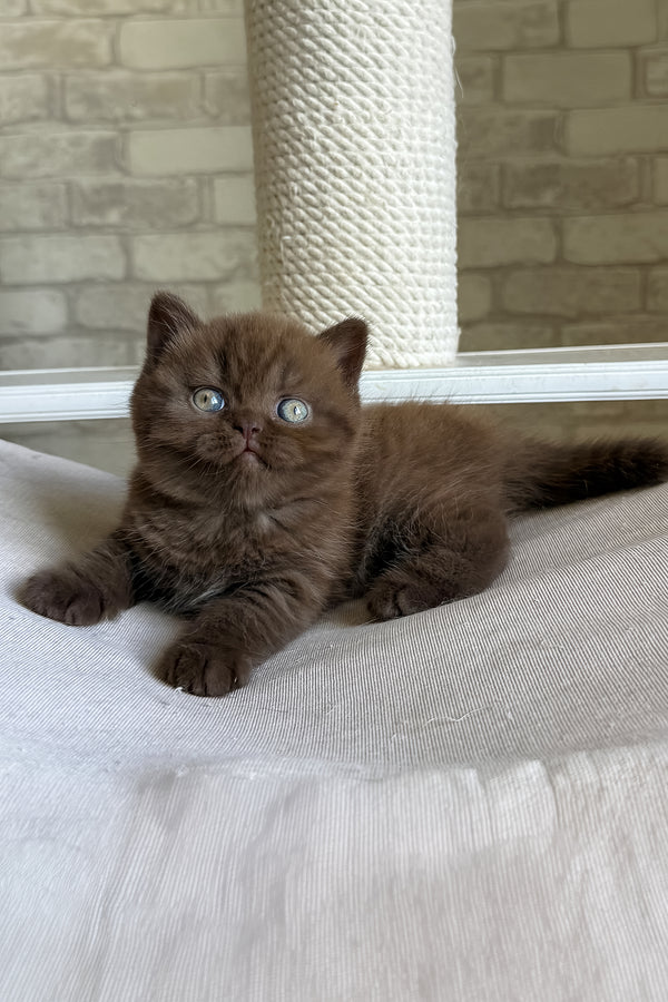 Bruno british shorthair kitten with fluffy chocolate fur and striking blue eyes resting on soft white surface health guarantee