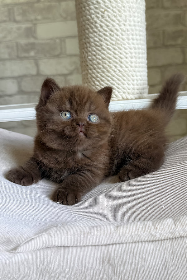 A fluffy chocolate british shorthair kitten with striking blue eyes perfect for blue golden chinchilla lovers with health guarantee