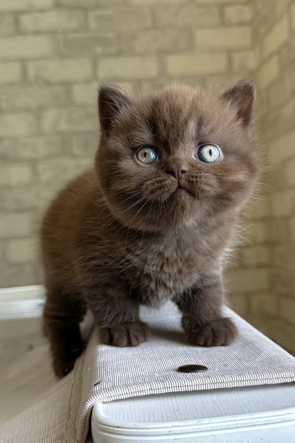 Bruno british shorthair kitten with fluffy chocolate fur and striking blue golden chinchilla eyes on white surface health guarantee