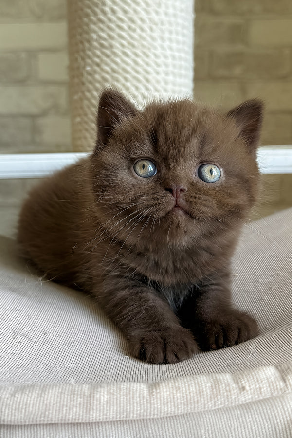 Bruno british shorthair kitten with fluffy chocolate brown fur and striking blue eyes includes health guarantee