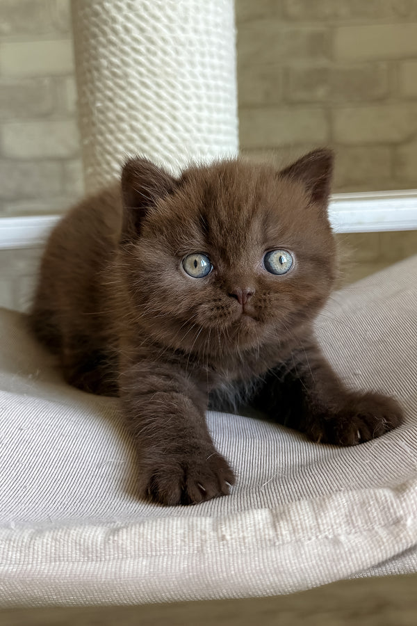 A fluffy chocolate british shorthair kitten named bruno with striking blue eyes and health guarantee available