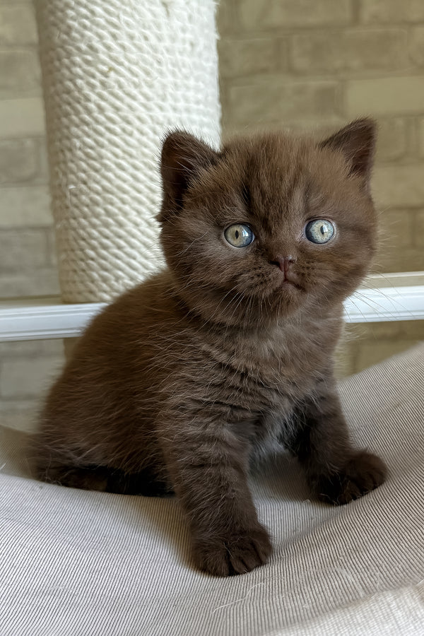 Bruno british shorthair kitten with fluffy brown fur and striking blue golden chinchilla eyes sitting on textured surface health guarantee