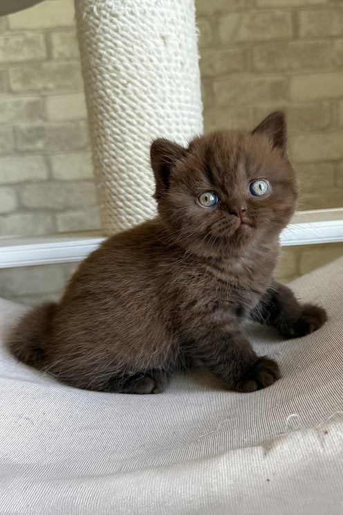 Bruno | British Shorthair Kitten