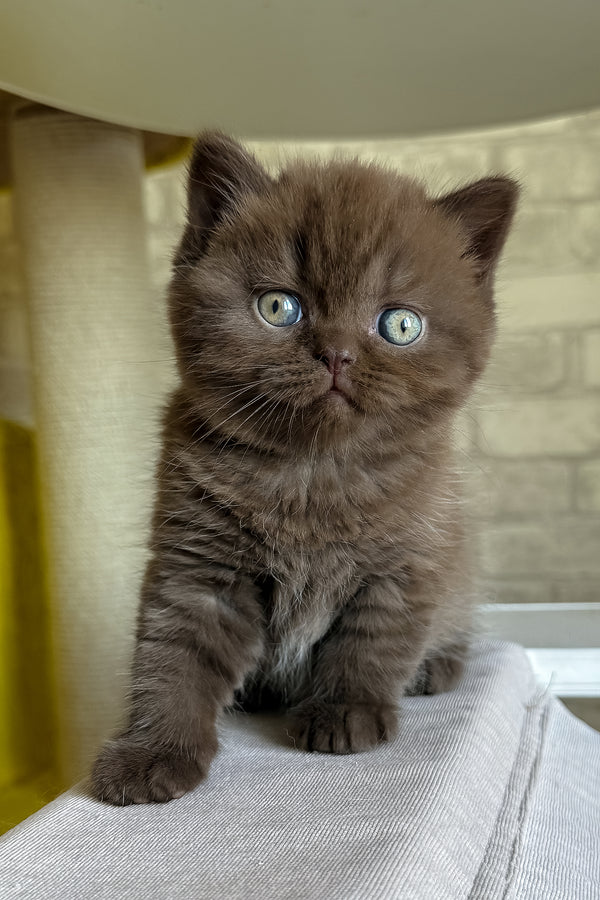 A fluffy brown british shorthair kitten with striking blue eyes sits on light gray fabric health guarantee included