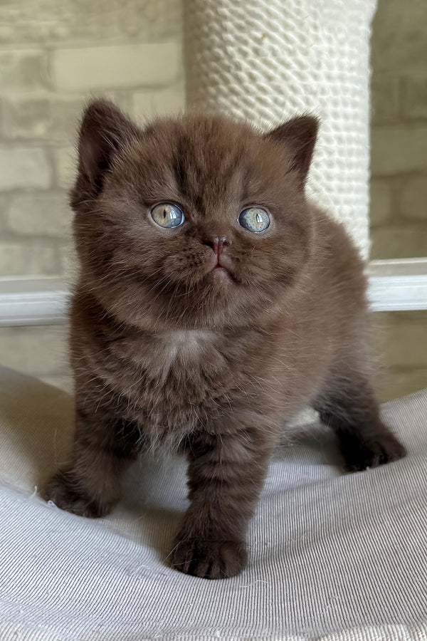 A fluffy chocolate british shorthair kitten with striking blue golden chinchilla eyes standing on a textured surface health guarantee