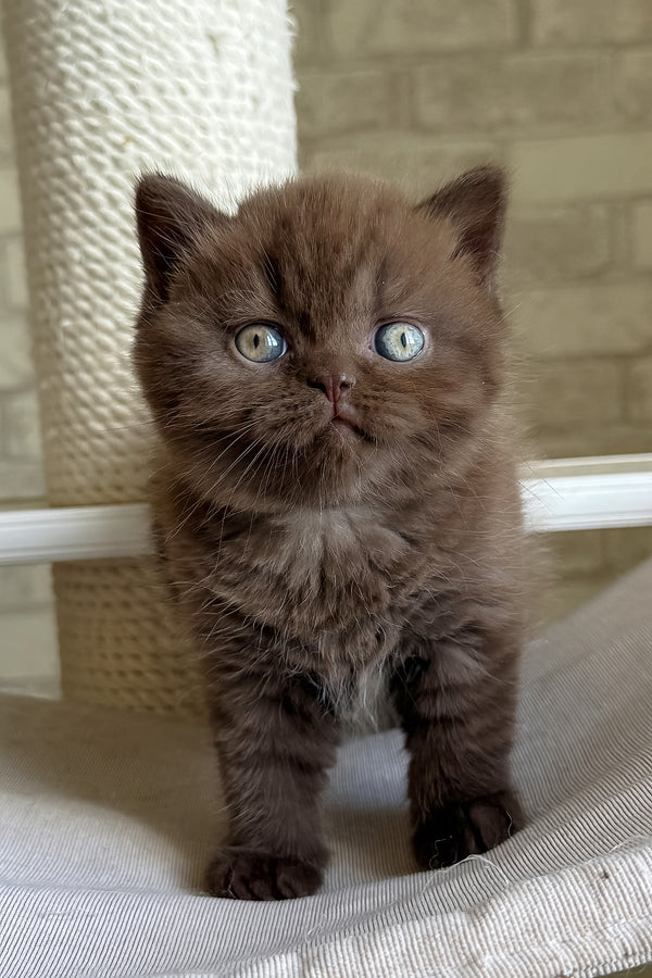 Fluffy brown british shorthair kitten bruno with striking blue eyes health guarantee and blue golden chinchilla traits