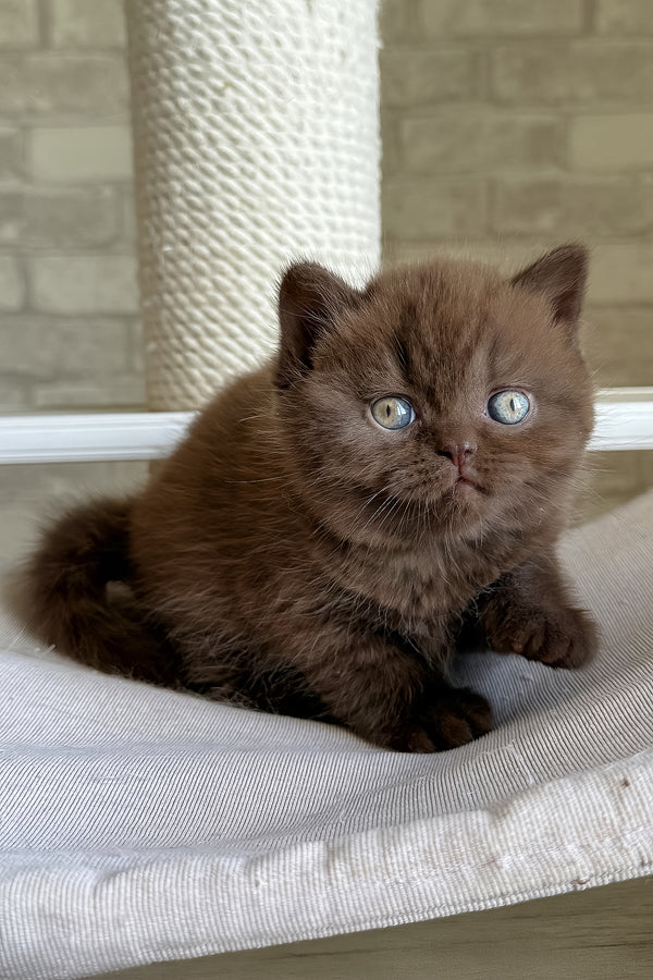 Bruno british shorthair kitten with fluffy chocolate fur and striking blue golden chinchilla eyes on white cushion health guarantee