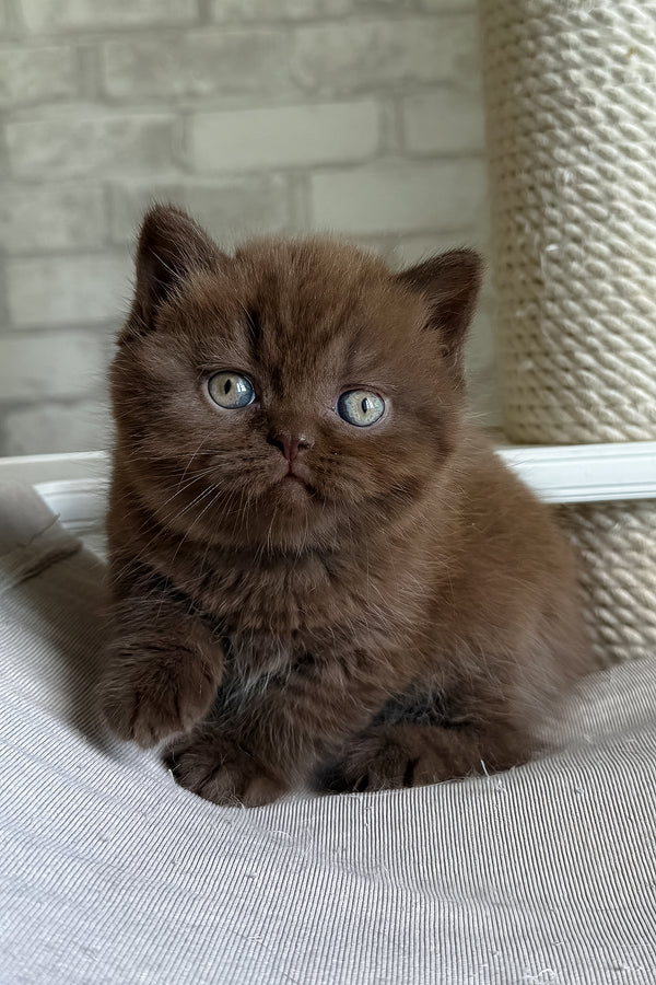 Bruno british shorthair kitten with fluffy chocolate brown fur and striking blue eyes health guarantee included