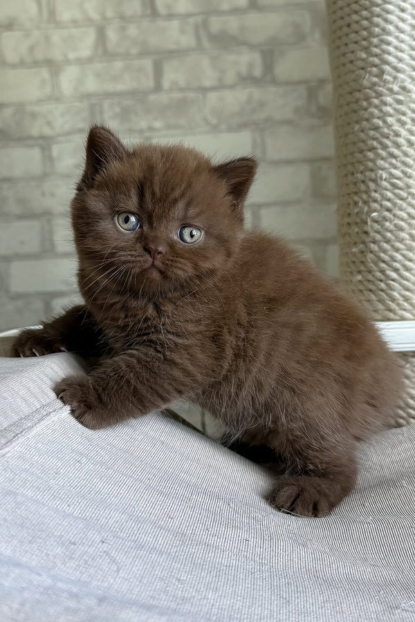 Fluffy chocolate brown british shorthair kitten bruno with striking blue eyes and health guarantee available