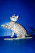 Bruno | Bengal Kitten