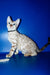 Bruno | Bengal Kitten
