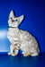 Bruno | Bengal Kitten