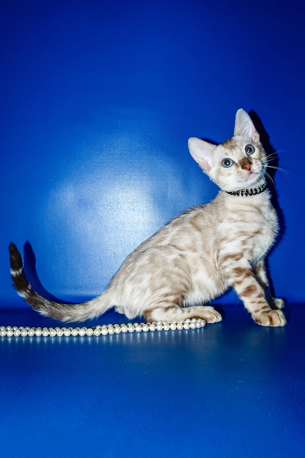 Bruno | Bengal Kitten