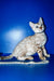 Bruno | Bengal Kitten