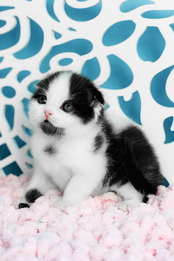 Bubble | Scottish Fold Kitten