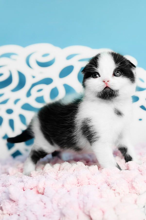 Bubble | Scottish Fold Kitten