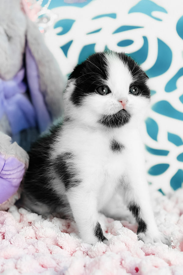Bubble | Scottish Fold Kitten