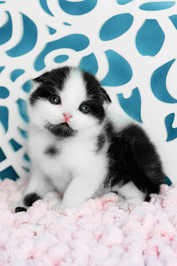 Bubble | Scottish Fold Kitten