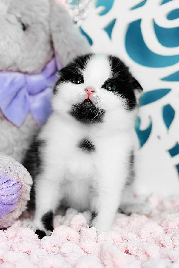 Bubble | Scottish Fold Kitten