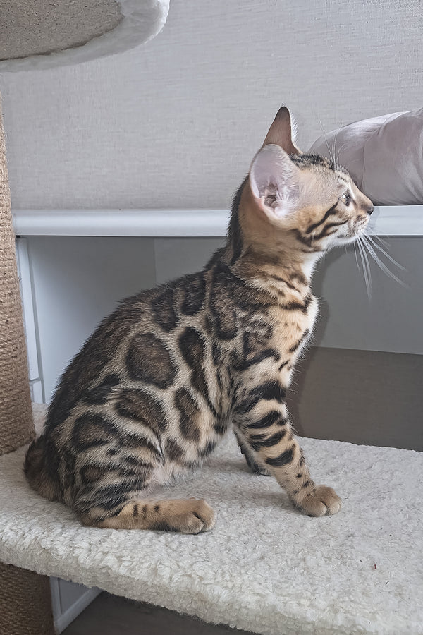 Buffy | Bengal Kitten