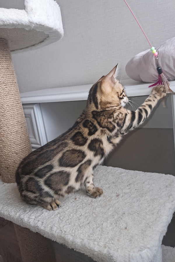 Buffy | Bengal Kitten
