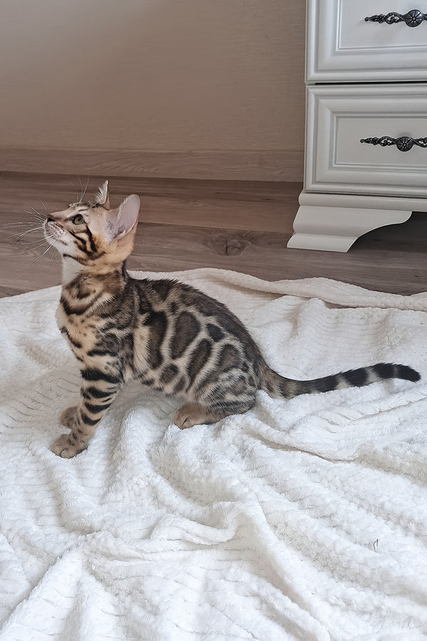 Buffy | Bengal Kitten