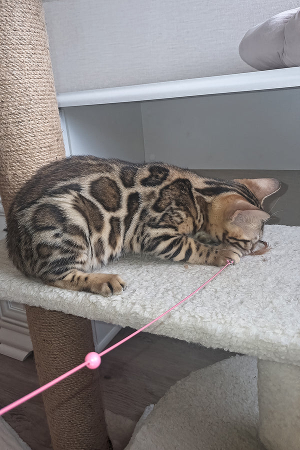 Buffy | Bengal Kitten
