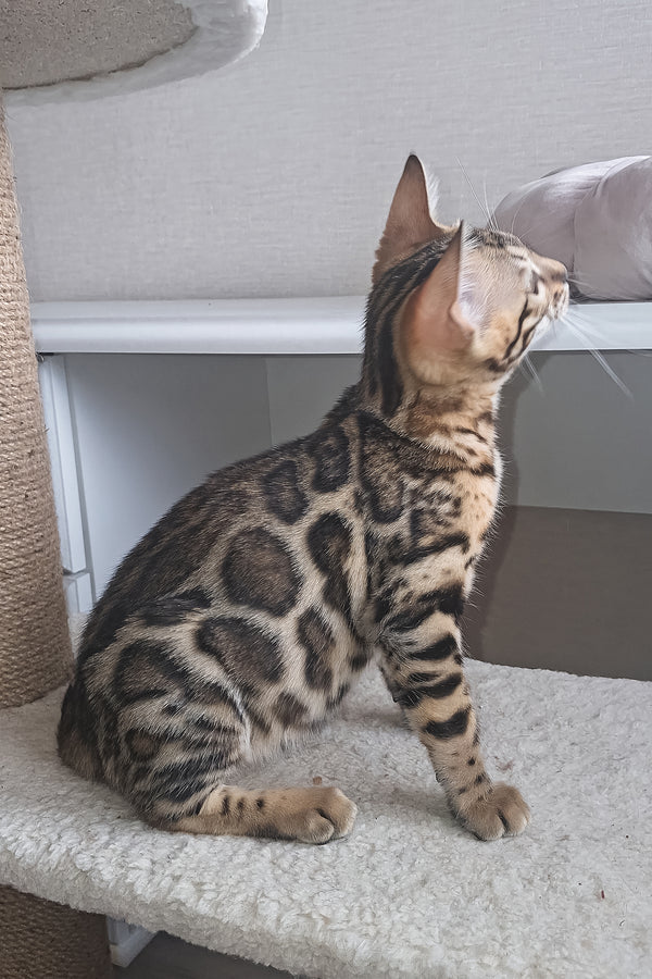 Buffy | Bengal Kitten