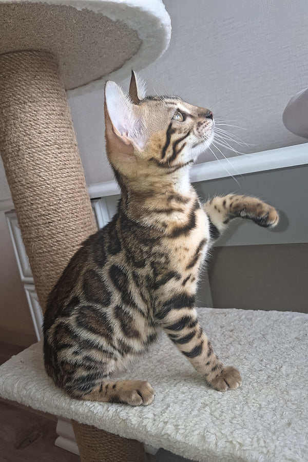 Buffy | Bengal Kitten