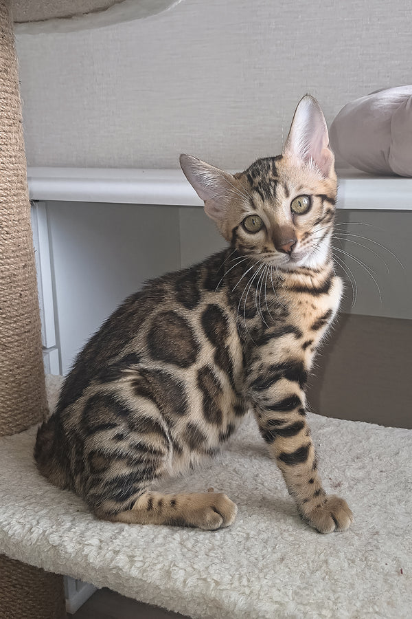 Buffy | Bengal Kitten