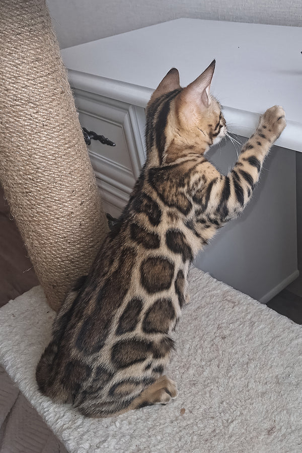 Buffy | Bengal Kitten
